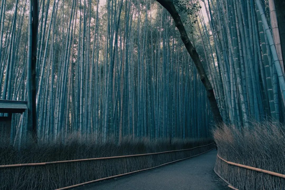 Arashiyama gaj bambusowy 2026 — magiczne obrzeża Kioto