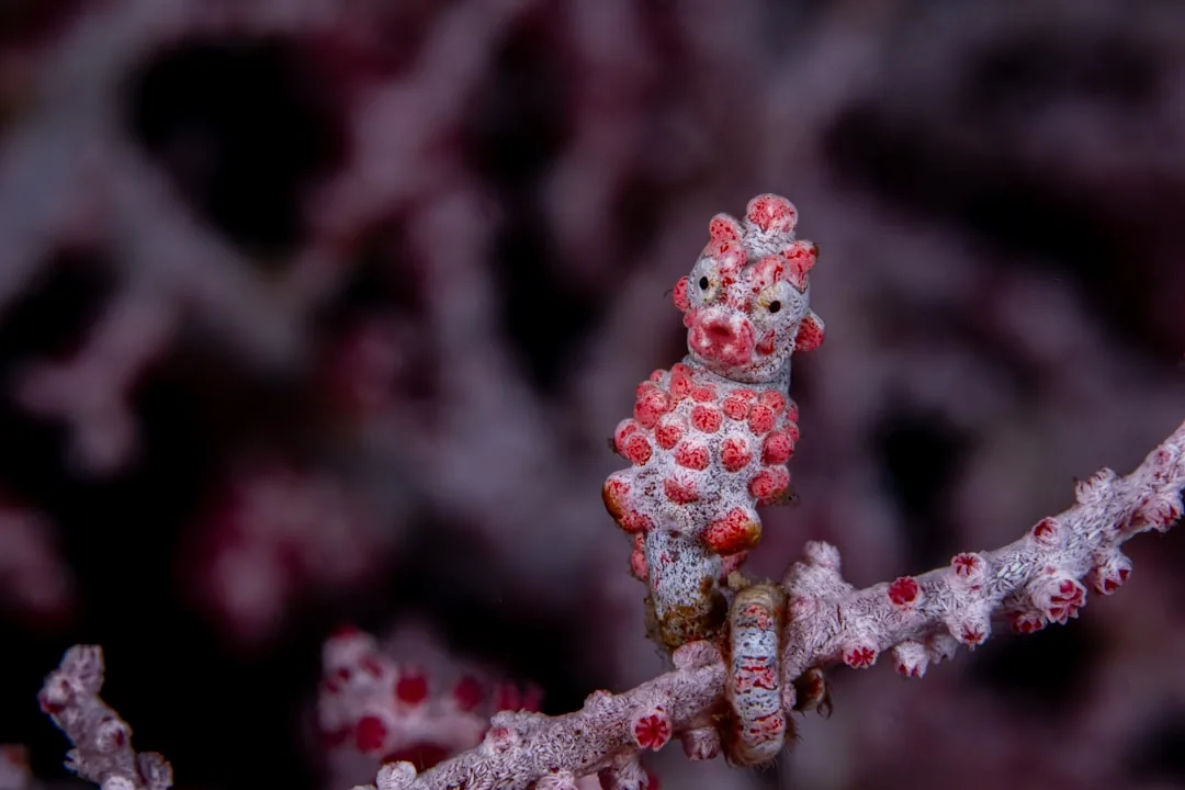 Nurkowanie i snorkeling na Bali — najlepsze miejsca 2026