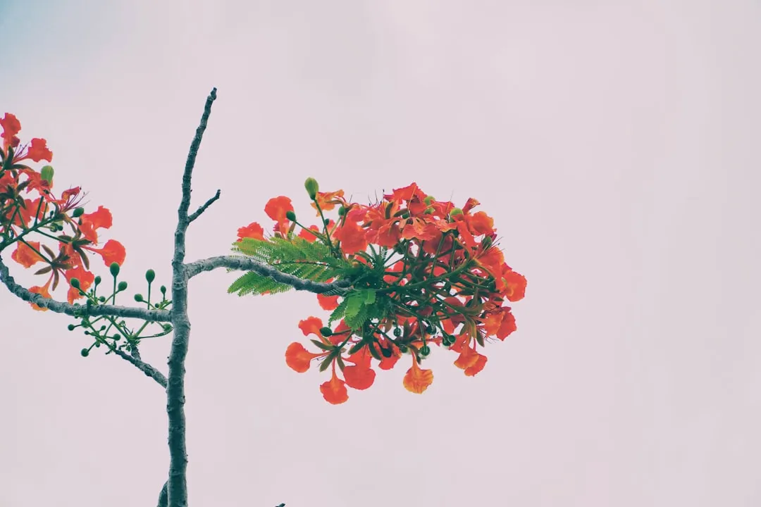 Da Lat