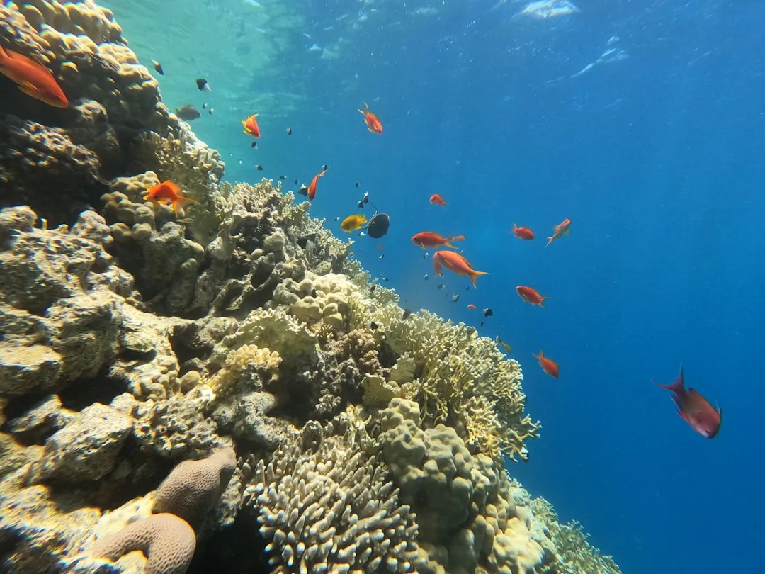 Hurghada czy Marsa Alam 2026 — różnice i podobieństwa