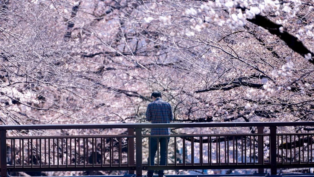 Kwitnienie wiśni w Japonii 2026 — Najlepsze miejsca i terminy hanami