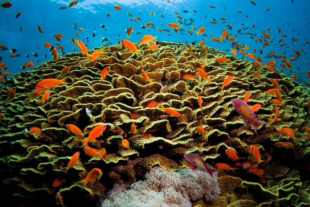 Najlepsze hotele w Marsa Alam 2026 — Spokojne luksusowe kurorty nad Morzem Czerwonym