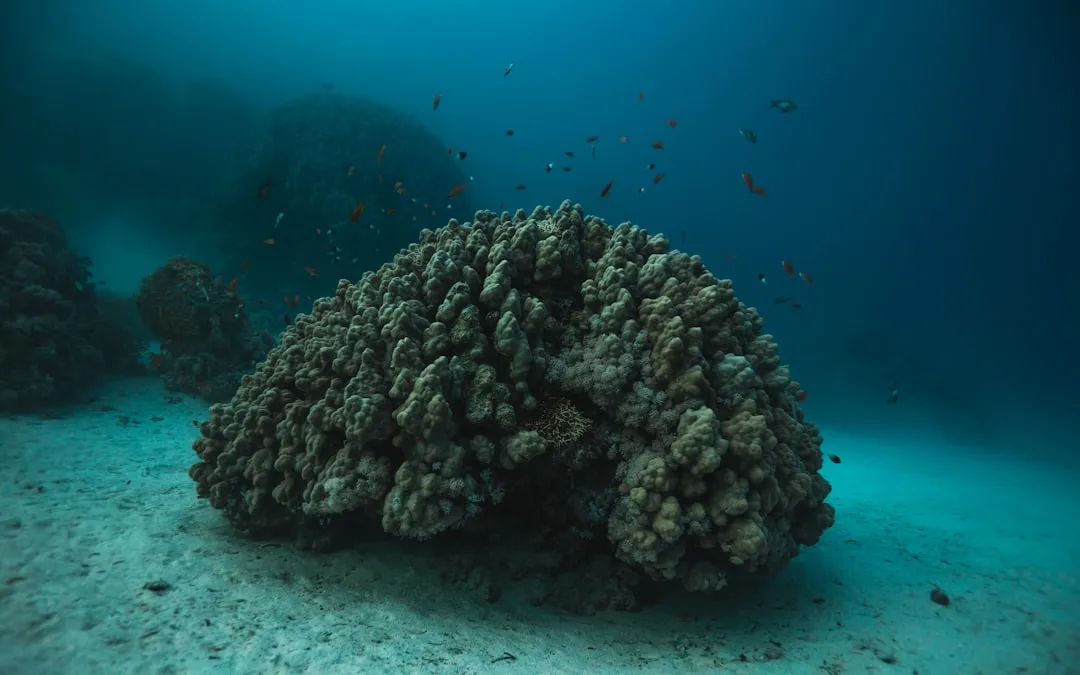 Nurkowanie i snorkeling w Marsa Alam 2026 — Diugonie, żółwie i rafy koralowe