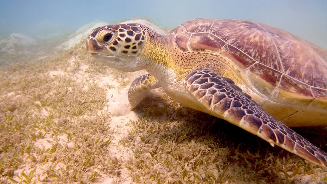 Najlepsze plaże w Marsa Alam 2026 — Dziewicze zatoki i rafy koralowe