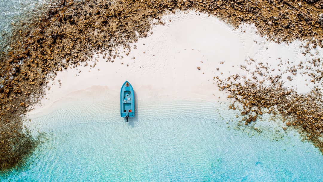 Safari Blue 2026: rejs dhow ze snorkelingiem i delfinami