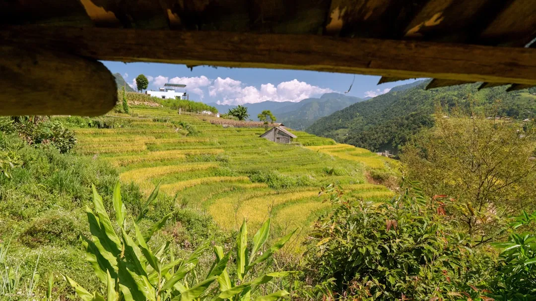 Sapa