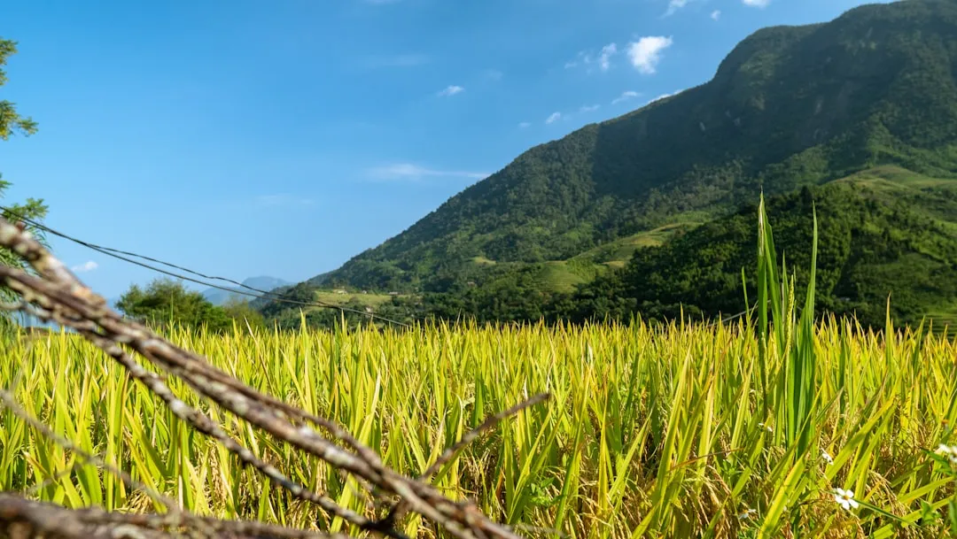 Sapa vs Da Lat — Którą górską miejscowość wybrać?