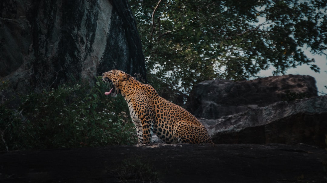 Safari na Sri Lance 2026 – Yala, Udawalawe i najlepsze parki narodowe